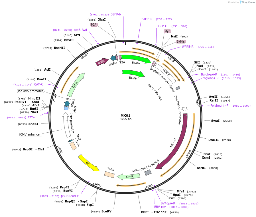 158624-plasmid-map-sequence-id-310153