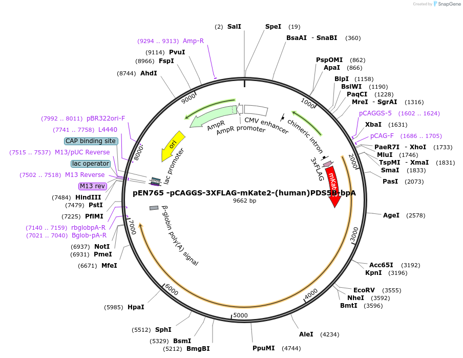 156436-plasmid-map-sequence-id-310154