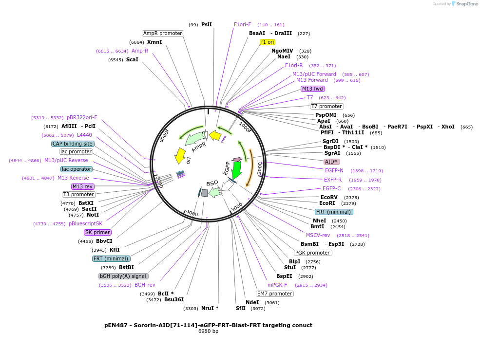 156433-plasmid-map-sequence-id-310157