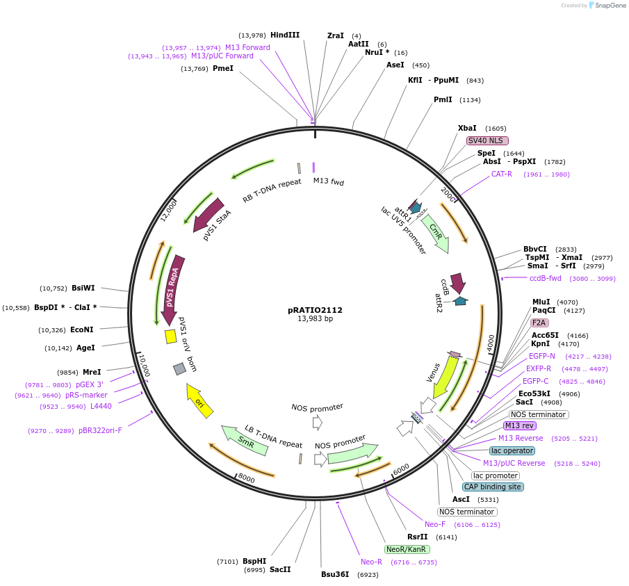 141296-plasmid-map-sequence-id-310158