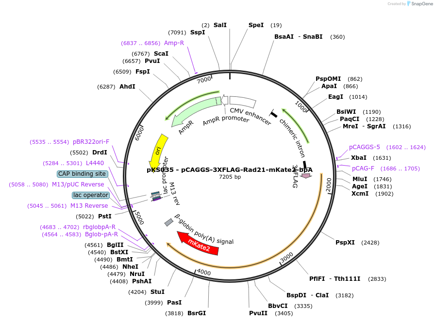 156445-plasmid-map-sequence-id-310161