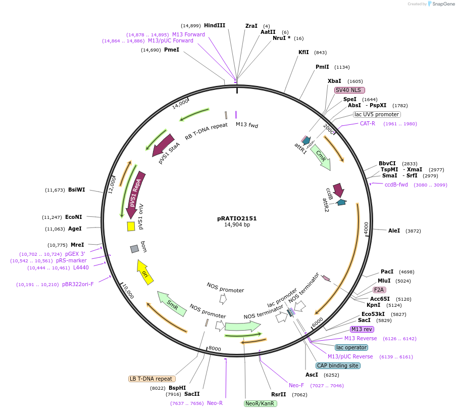 141300-plasmid-map-sequence-id-310162