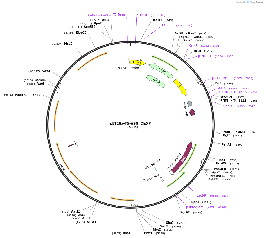 153299-plasmid-map-sequence-id-310164