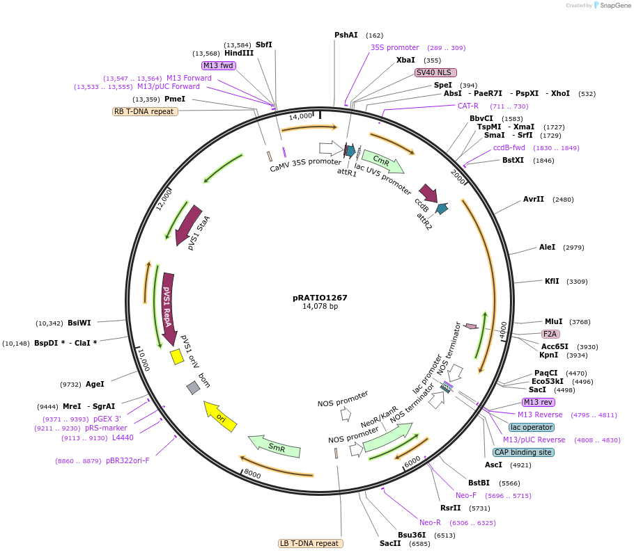 141301-plasmid-map-sequence-id-310165