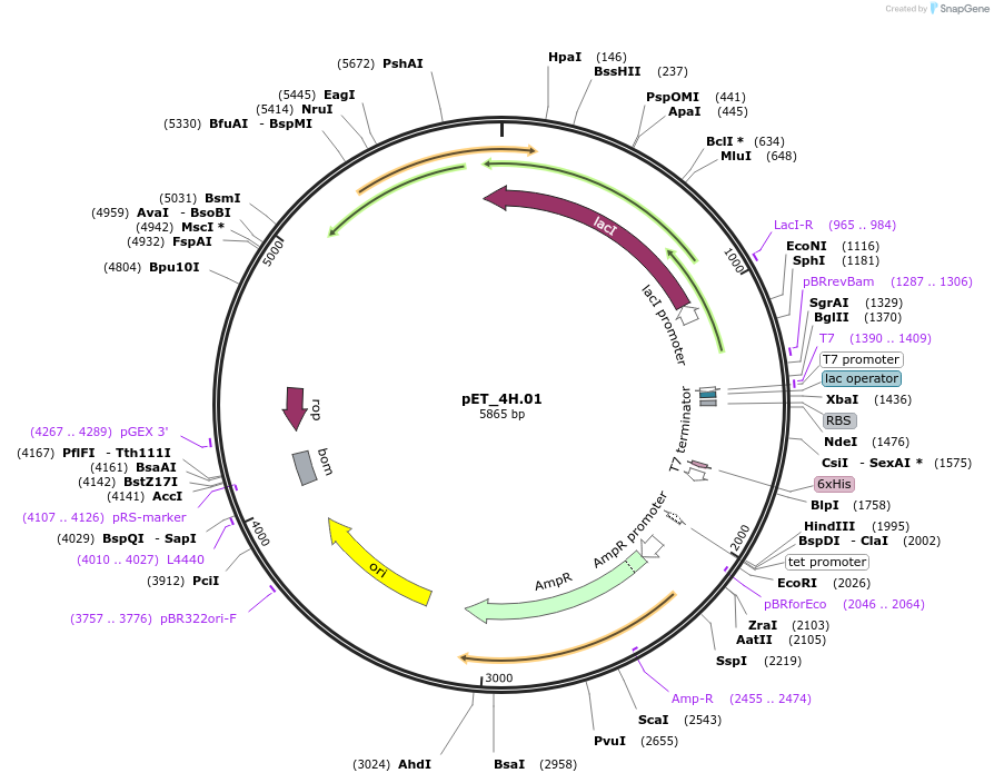 155210-plasmid-map-sequence-id-310168