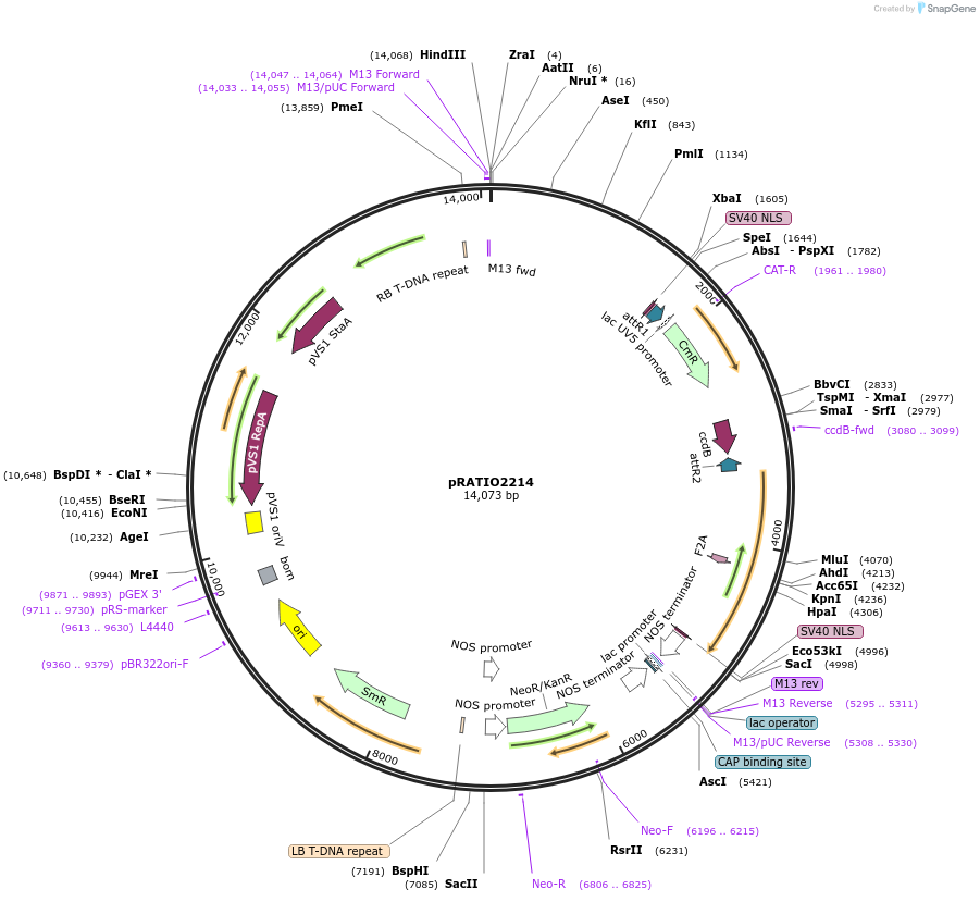 141303-plasmid-map-sequence-id-310170