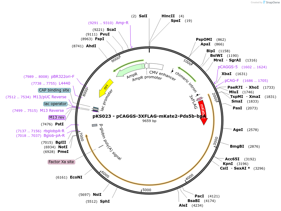 156442-plasmid-map-sequence-id-310174
