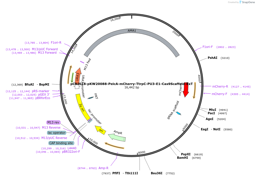 140205-plasmid-map-sequence-id-310180
