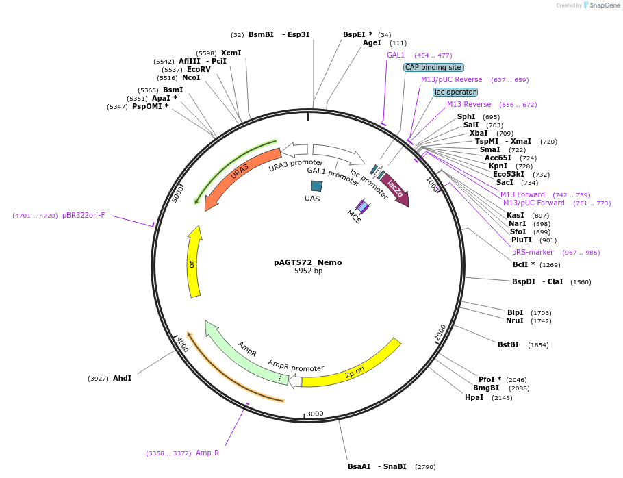 153487-plasmid-map-sequence-id-310187