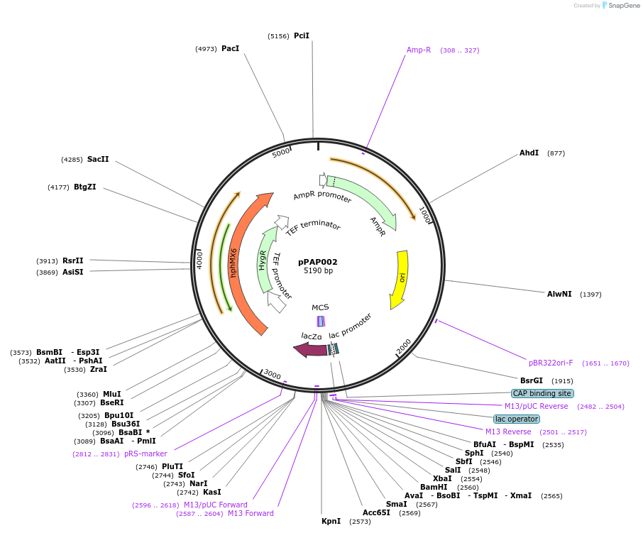 153489-plasmid-map-sequence-id-310189