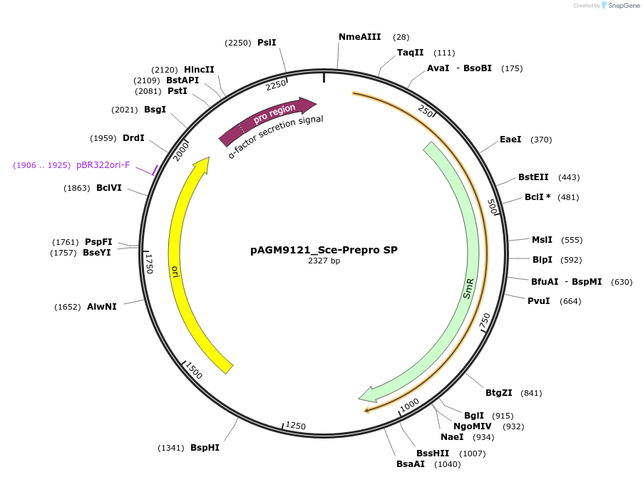 153491-plasmid-map-sequence-id-310211
