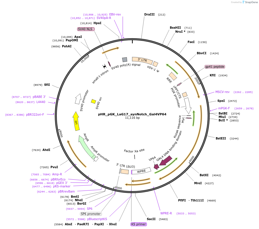 79127-plasmid-map-sequence-id-310272