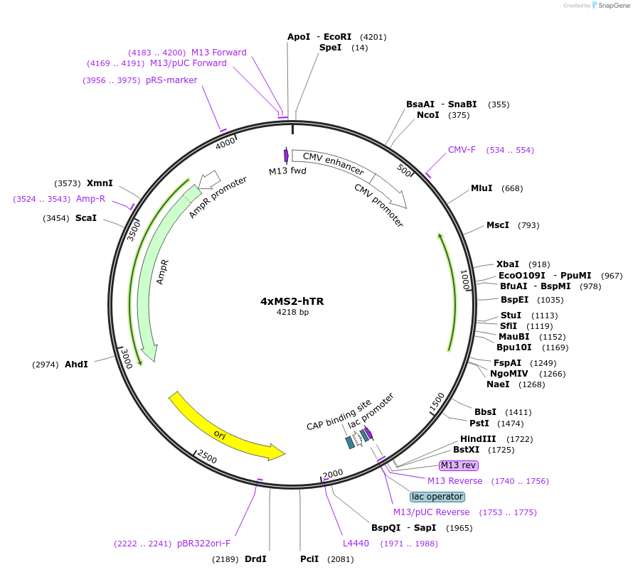154940-plasmid-map-sequence-id-310337