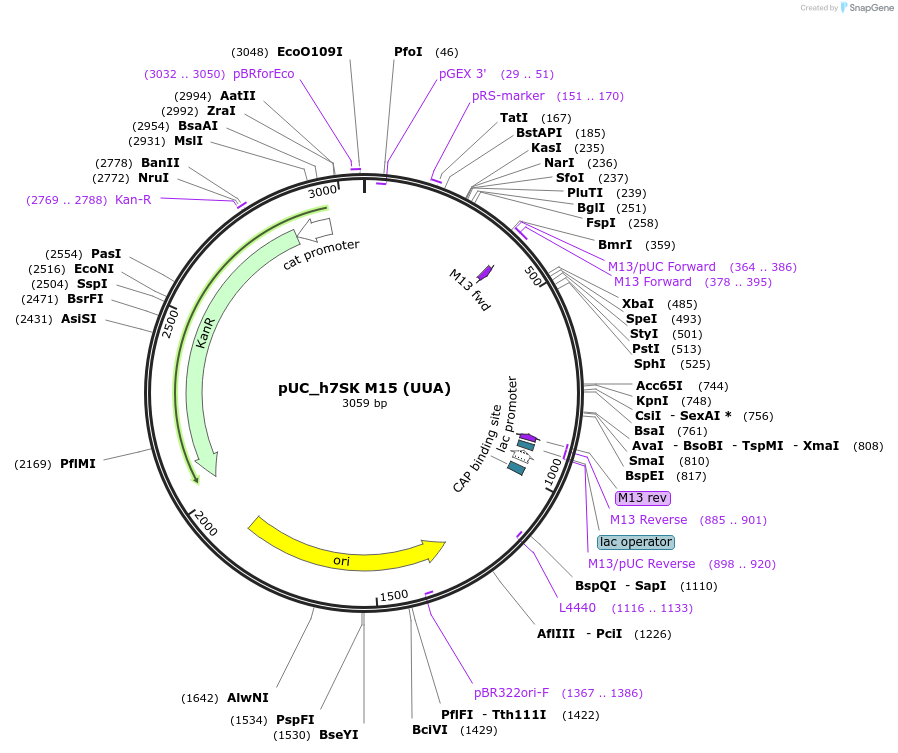 154785-plasmid-map-sequence-id-310385