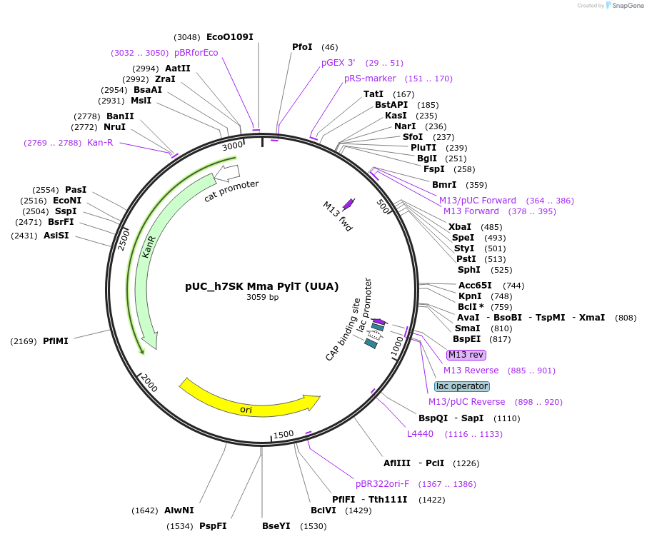 154783-plasmid-map-sequence-id-310387