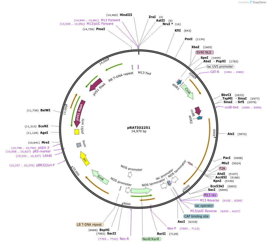 141305-plasmid-map-sequence-id-310390