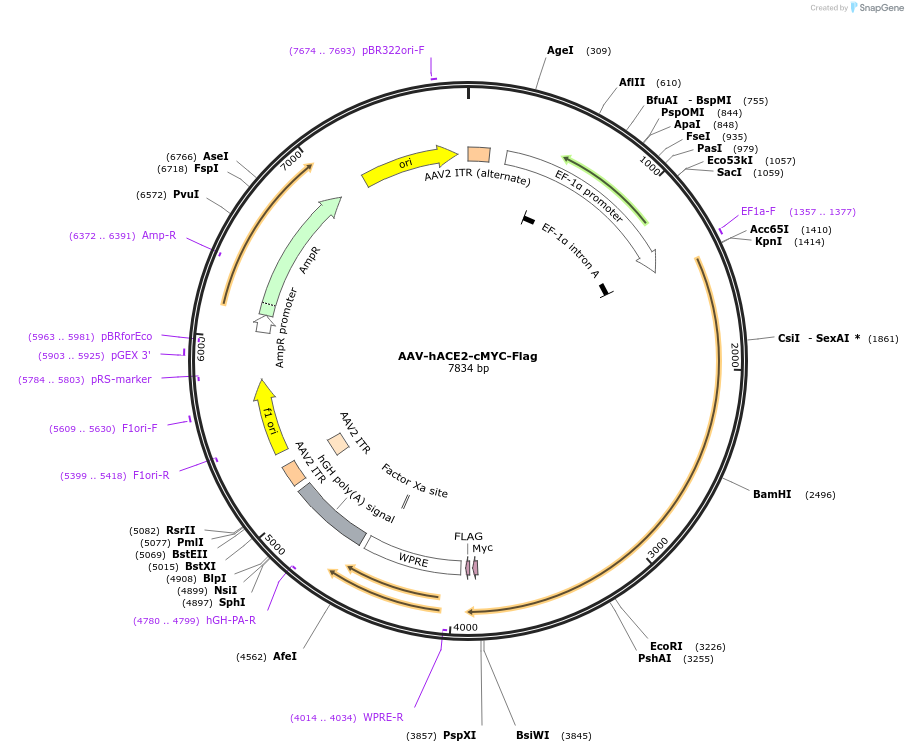 158957-plasmid-map-sequence-id-310391