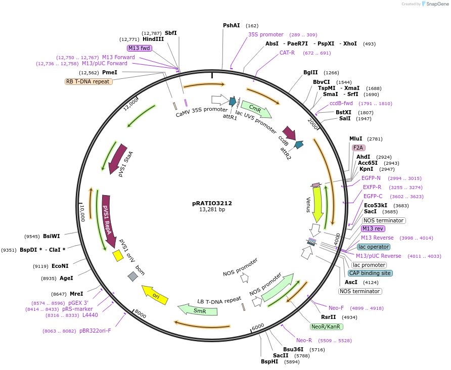 141311-plasmid-map-sequence-id-310392