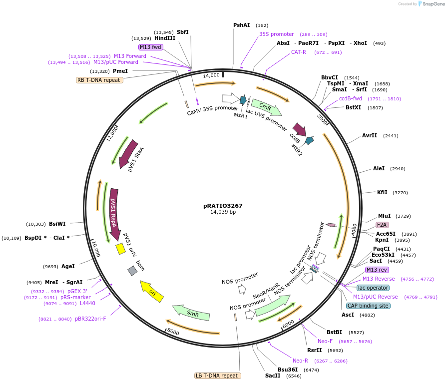 141312-plasmid-map-sequence-id-310395