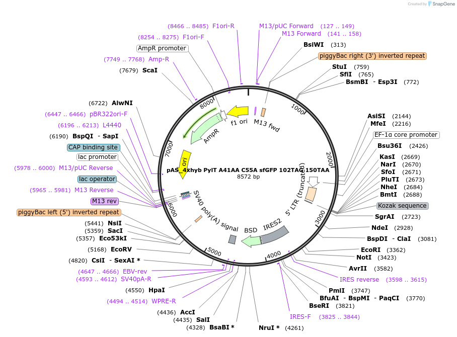 154776-plasmid-map-sequence-id-310409