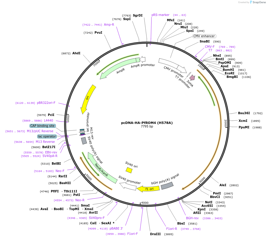154858-plasmid-map-sequence-id-310422