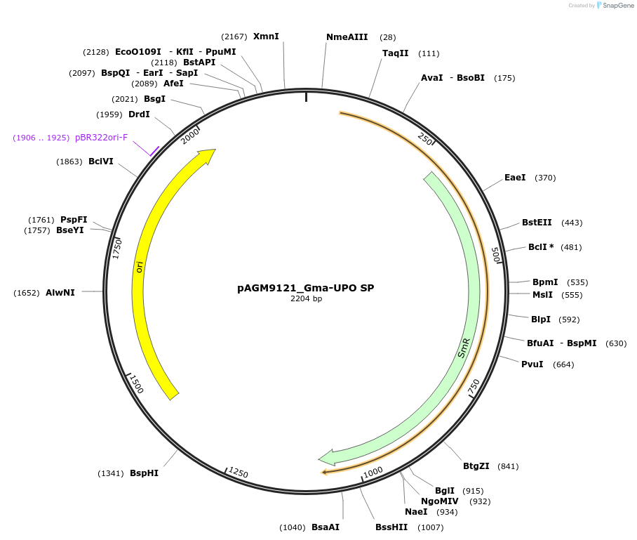 153495-plasmid-map-sequence-id-310424