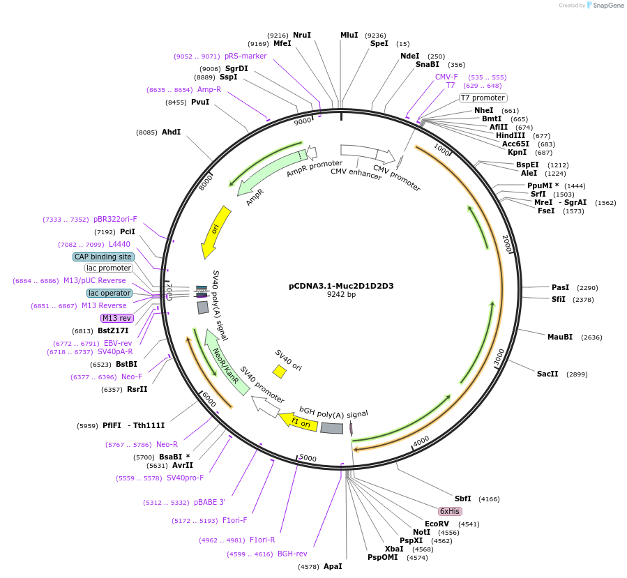 155215-plasmid-map-sequence-id-310426