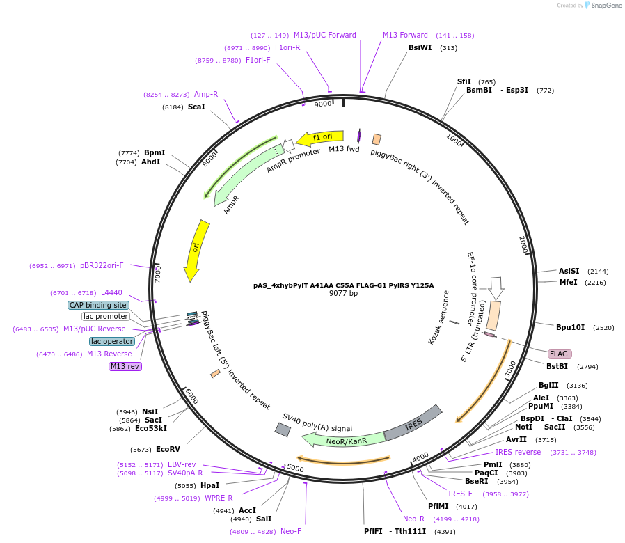 154773-plasmid-map-sequence-id-310428