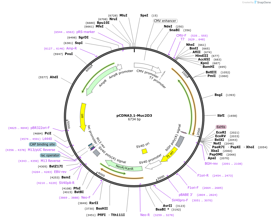 155216-plasmid-map-sequence-id-310430