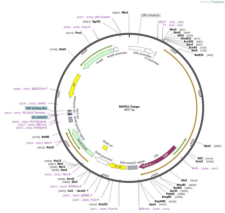 66493-plasmid-map-sequence-id-310431