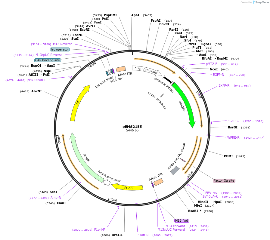 141065-plasmid-map-sequence-id-310435