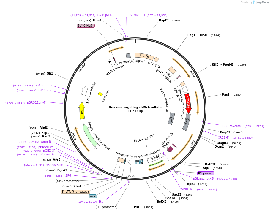 155292-plasmid-map-sequence-id-310436