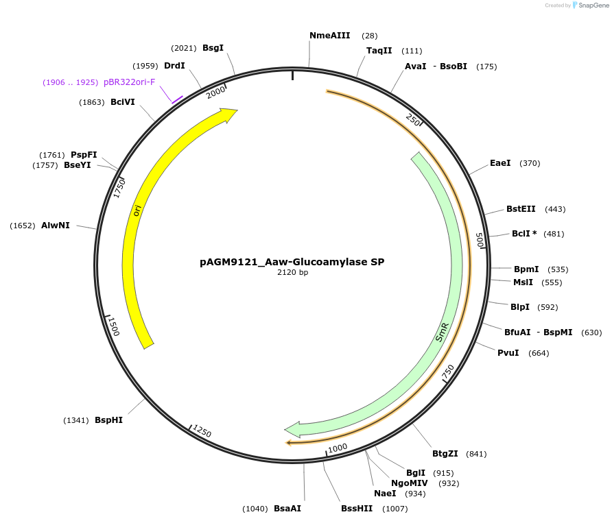 153497-plasmid-map-sequence-id-310438