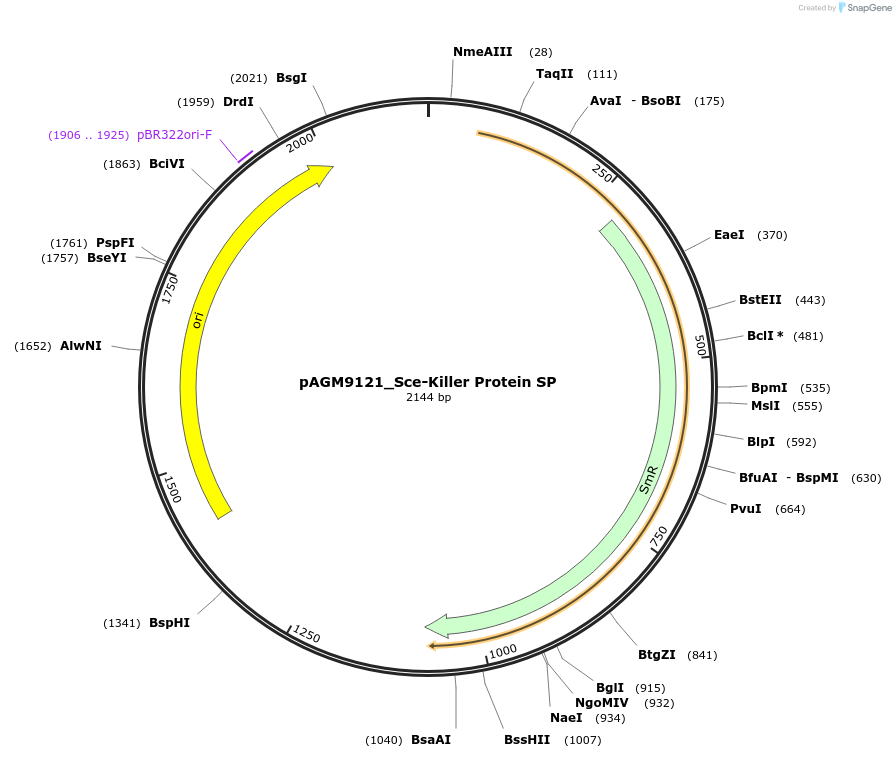 153498-plasmid-map-sequence-id-310442