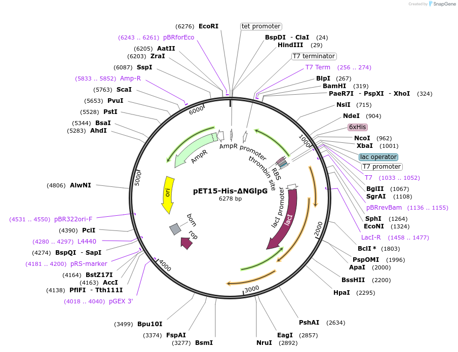 155131-plasmid-map-sequence-id-310478