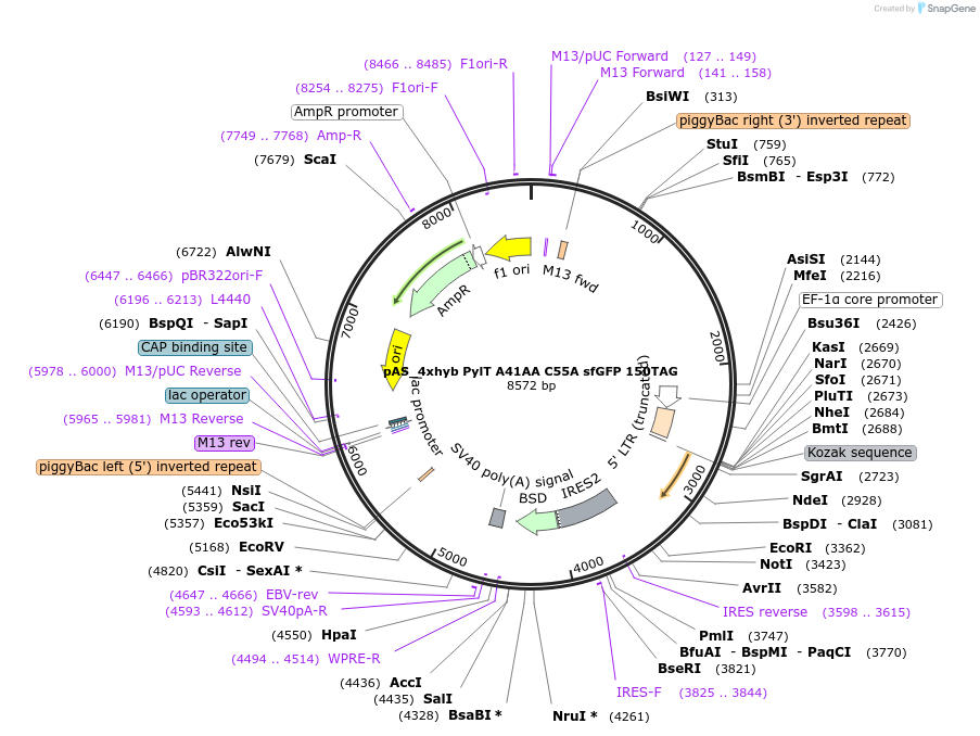 154772-plasmid-map-sequence-id-310518