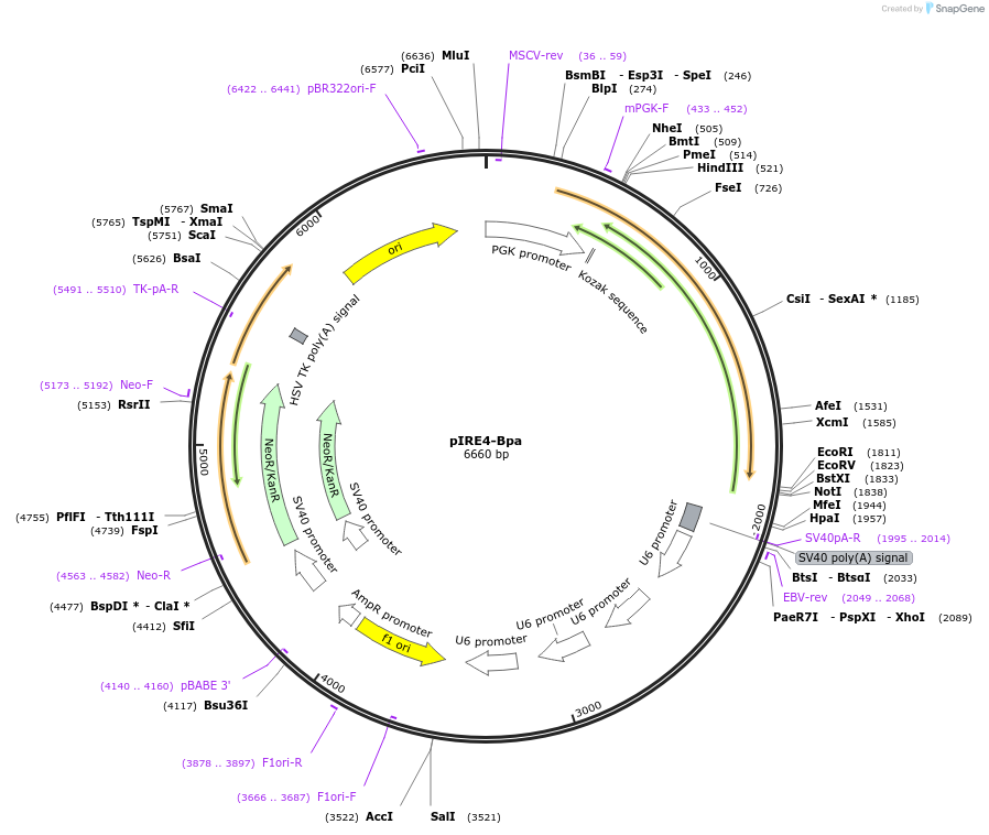 155342-plasmid-map-sequence-id-310519