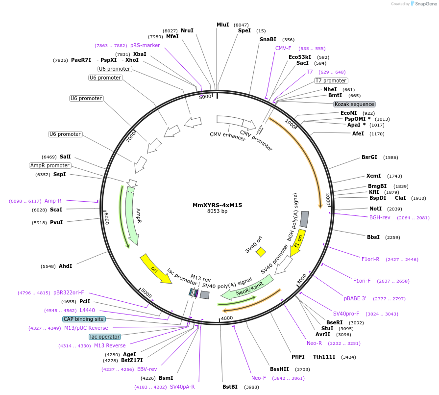 155343-plasmid-map-sequence-id-310521