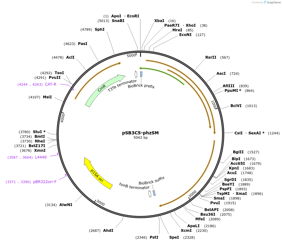 141105-plasmid-map-sequence-id-310530