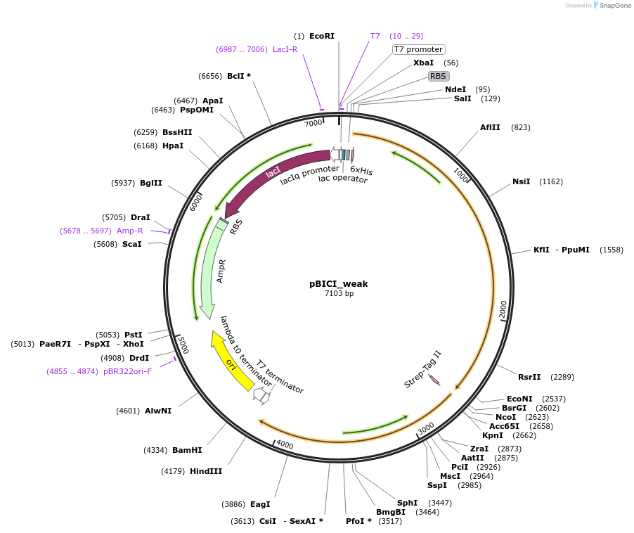 155163-plasmid-map-sequence-id-310535
