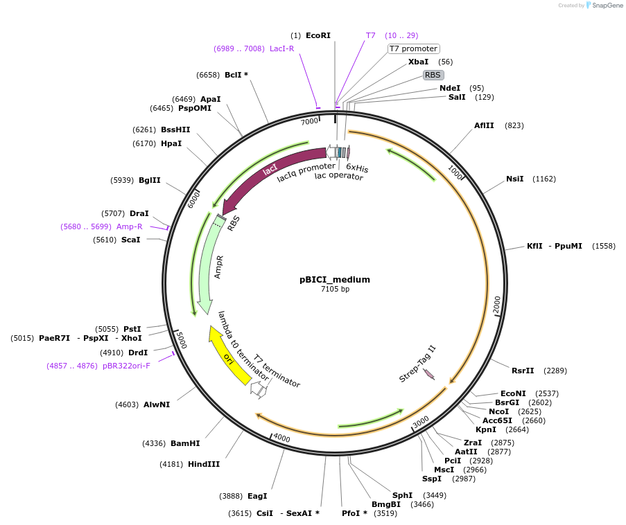 155164-plasmid-map-sequence-id-310538