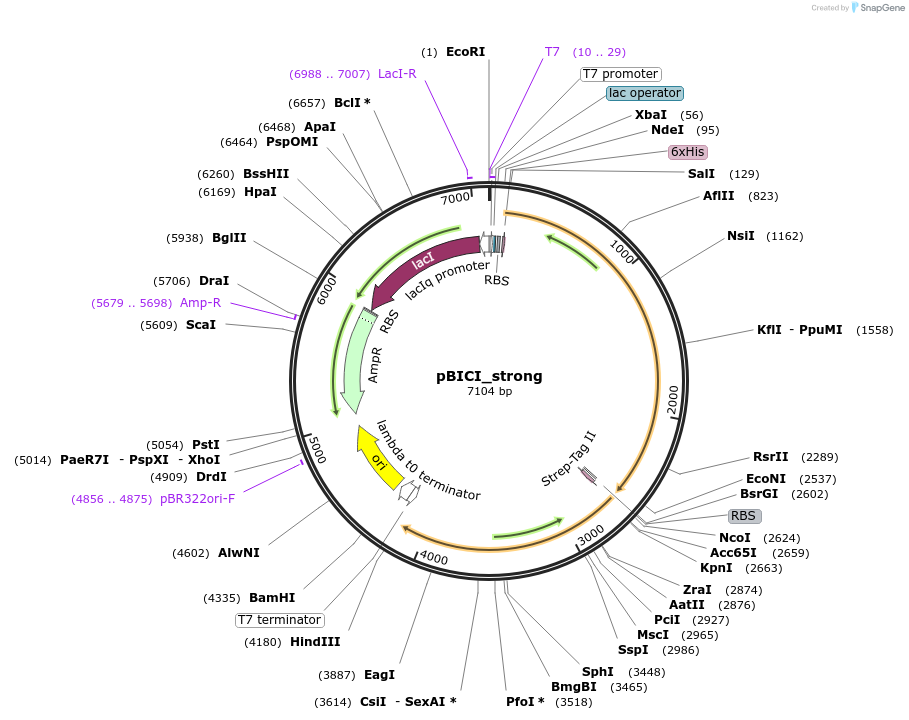 155165-plasmid-map-sequence-id-310539