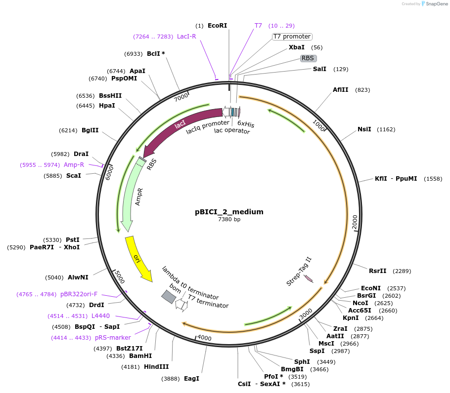 155167-plasmid-map-sequence-id-310552