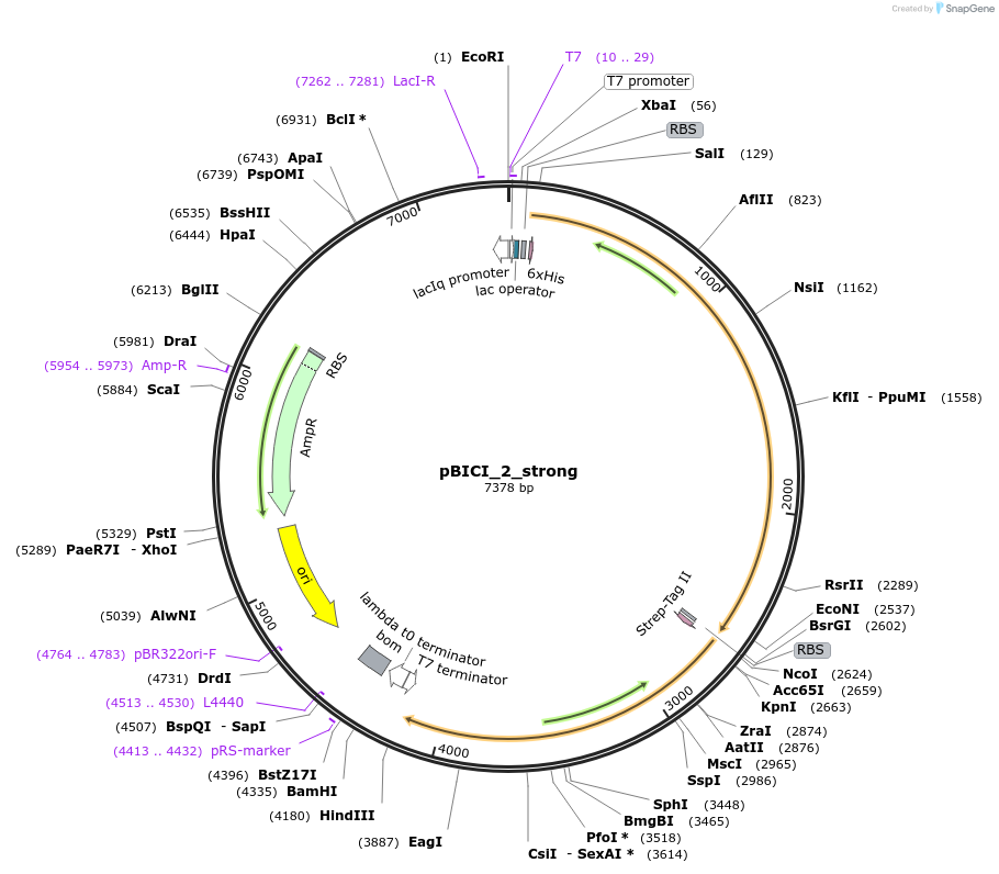 155168-plasmid-map-sequence-id-310553