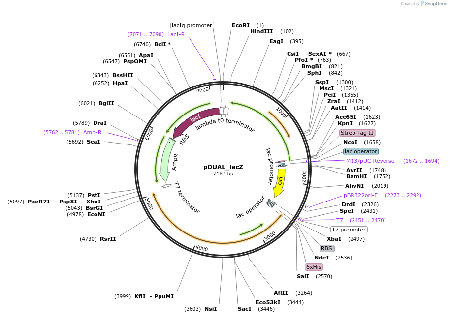 155169-plasmid-map-sequence-id-310554