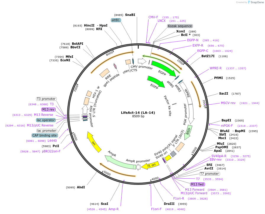 158750-plasmid-map-sequence-id-310555