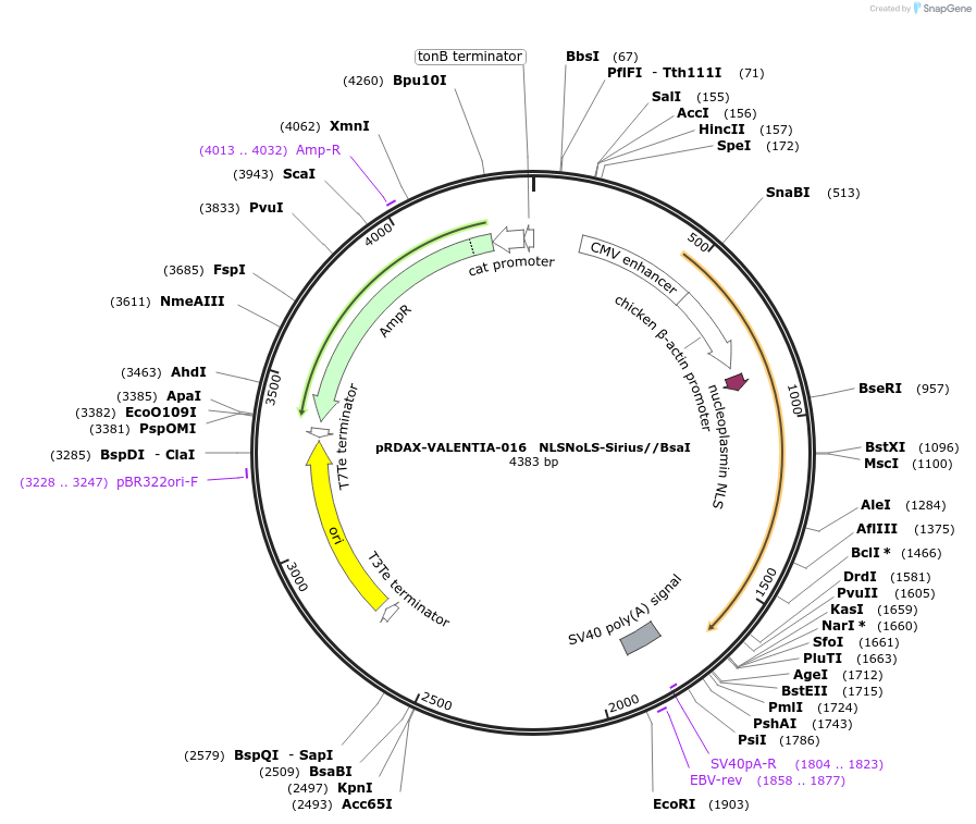 130197-plasmid-map-sequence-id-310556