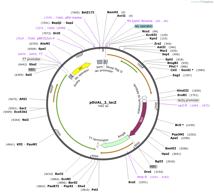 155173-plasmid-map-sequence-id-310557