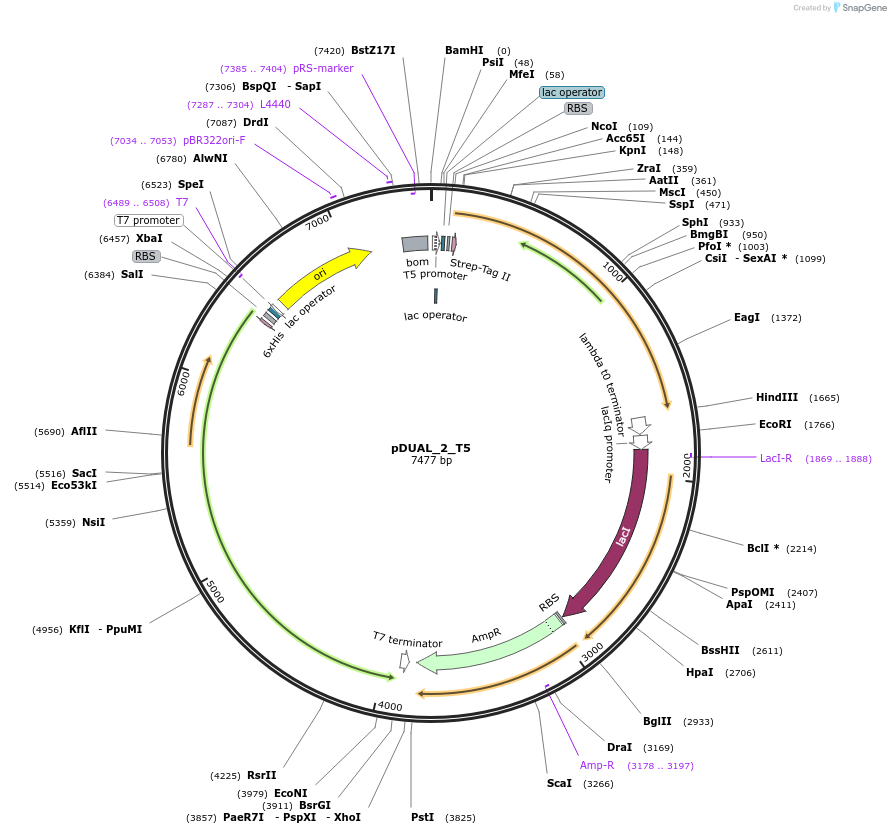 155175-plasmid-map-sequence-id-310562
