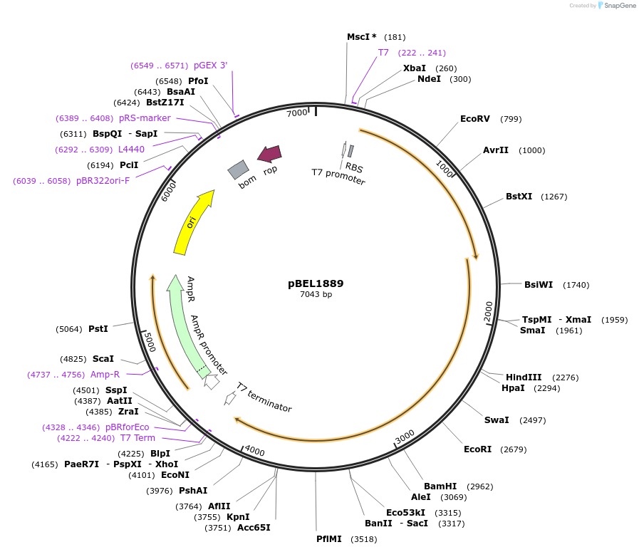 139893-plasmid-map-sequence-id-310583